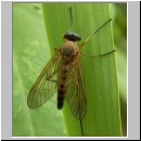 Rhagio tringarius - Schnepfenfliege 06.jpg